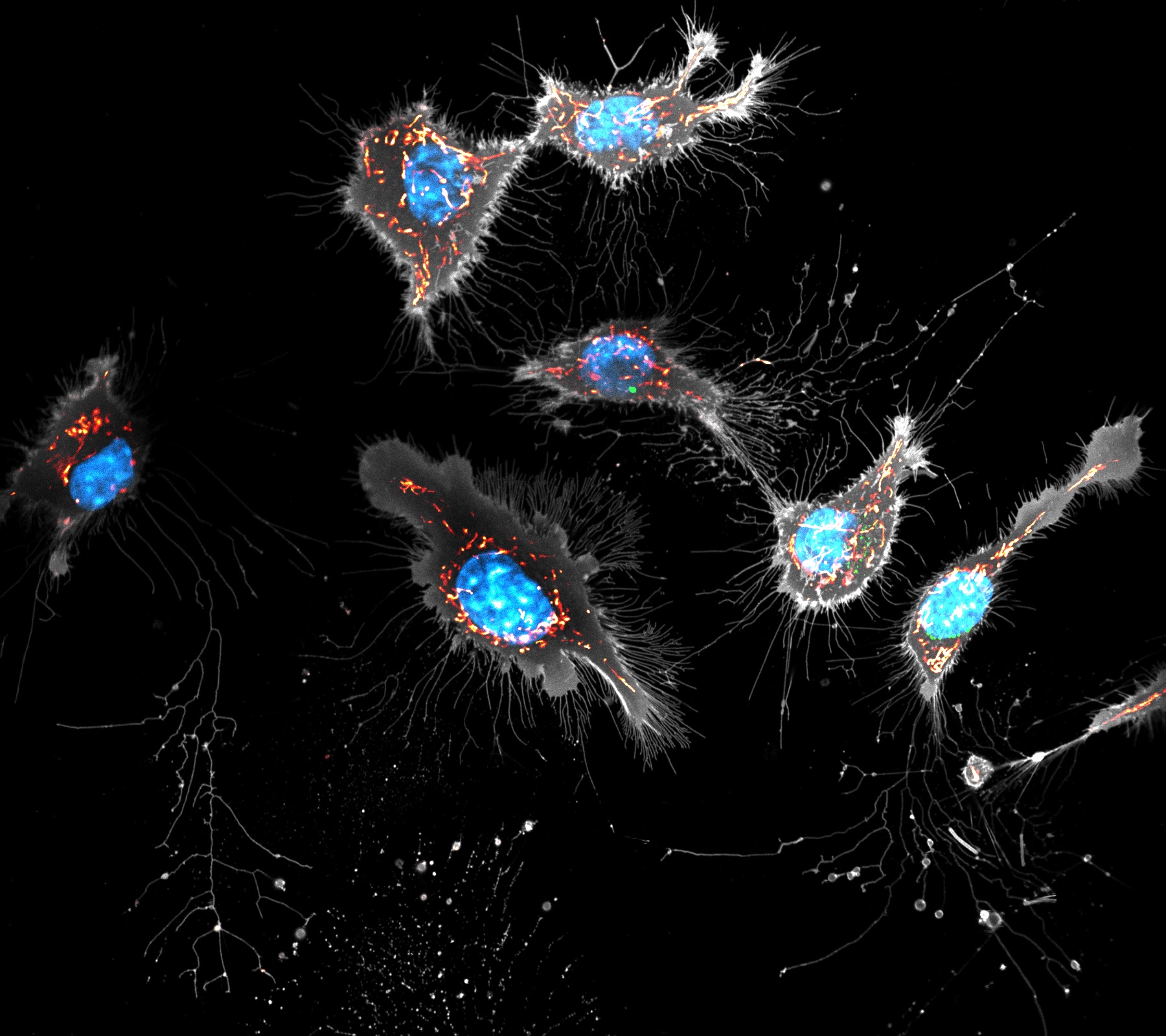 细胞膜超分辨探针示例图