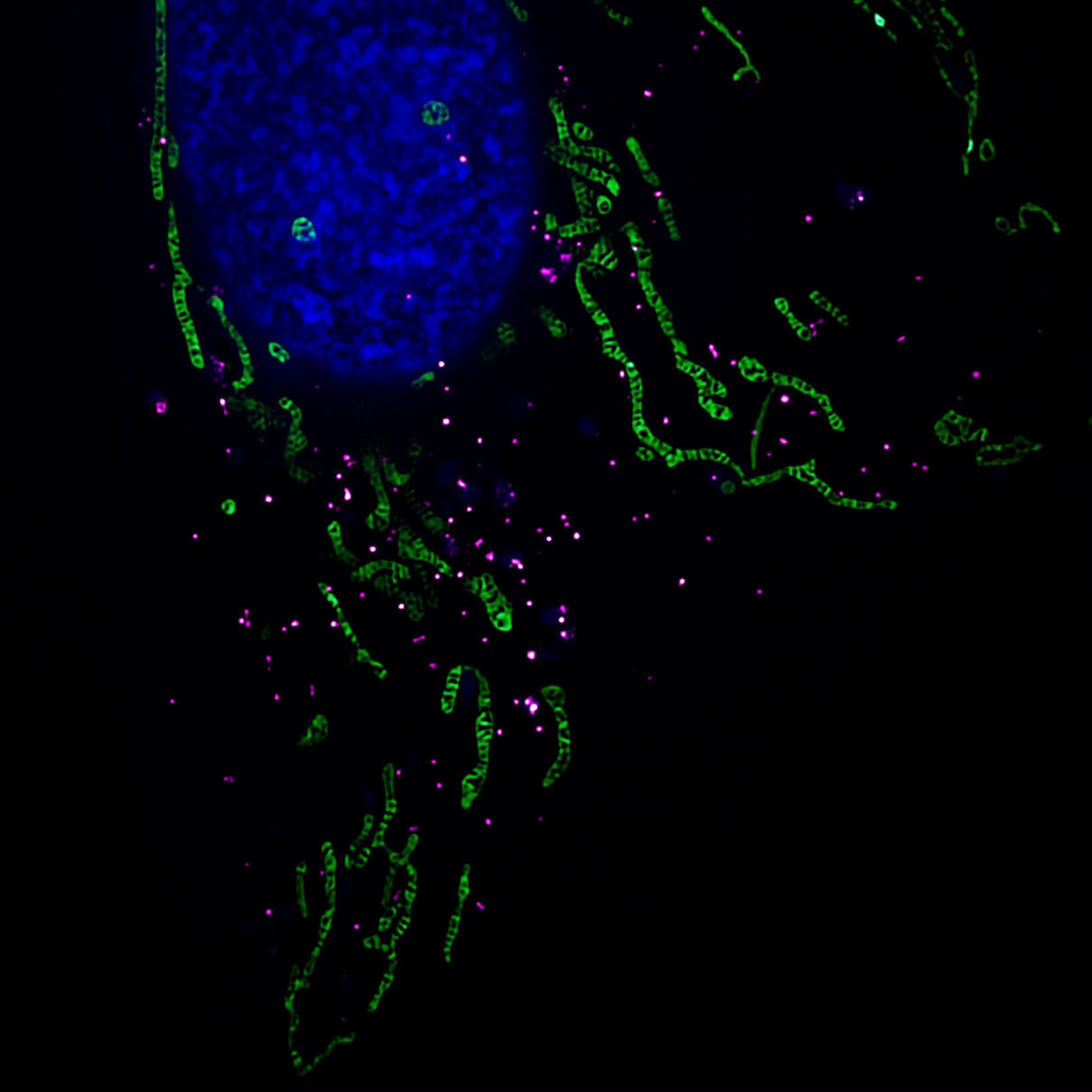 Peroxisome 超分辨探针示意图