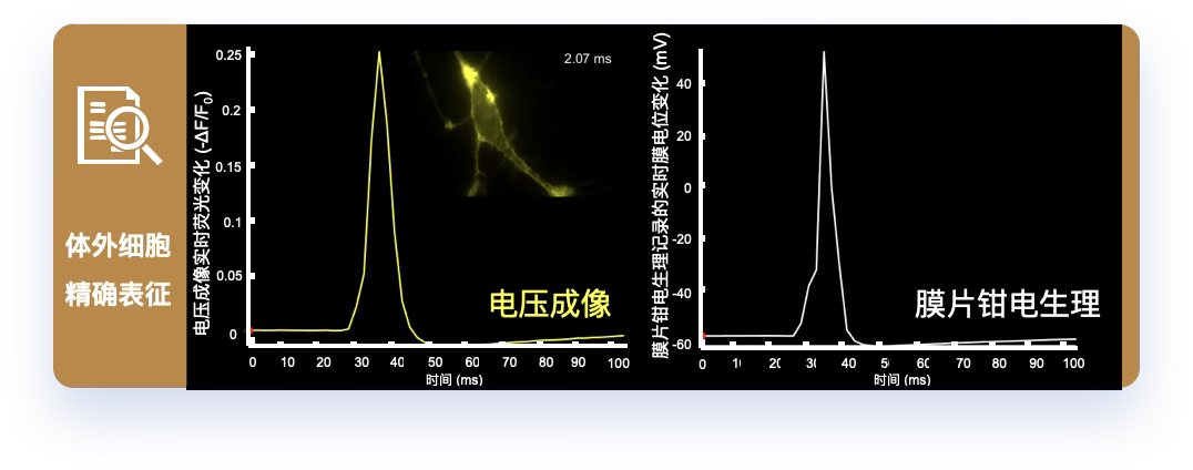 neuro voltage imaging