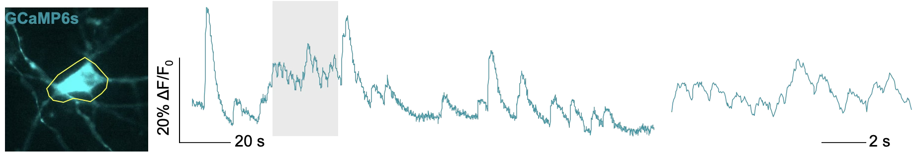 神经钙成像示意图